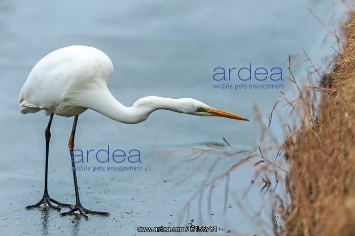 : Great White Egret (Egretta alba) searching for food : Great White Egret (Egretta alba) searching for food