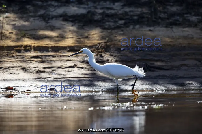 : Great White Egret (Egretta thula) Pantanal Brazil : Great White Egret (Egretta thula) Pantanal Brazil