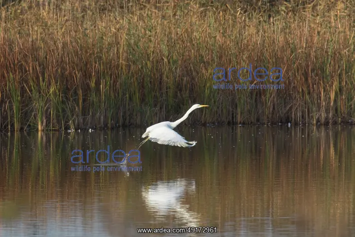 : Great White Egret flight : Great White Egret flight