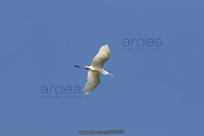 : Great White Egret flight : Great White Egret flight
