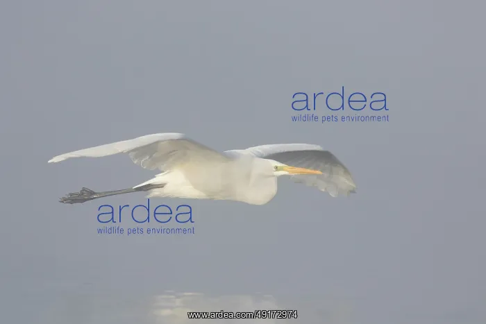 : Great White Egret flight : Great White Egret flight