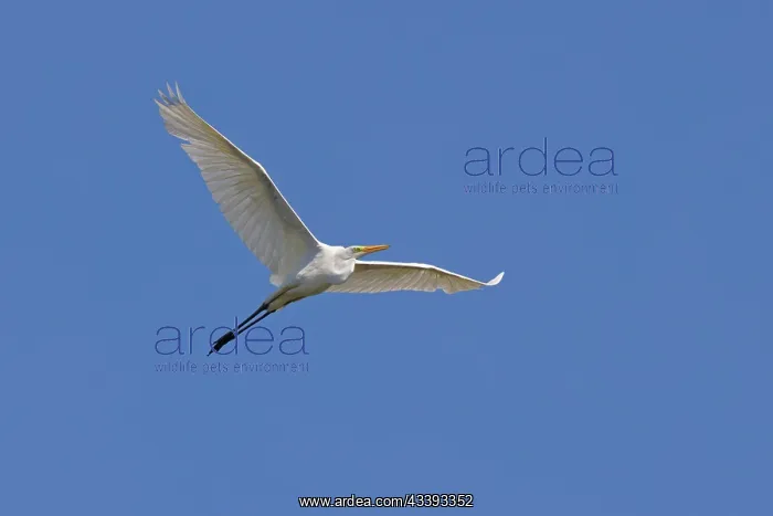 : Great White Egret - in flight Ardea alba Abberton : Great White Egret - in flight Ardea alba Abberton