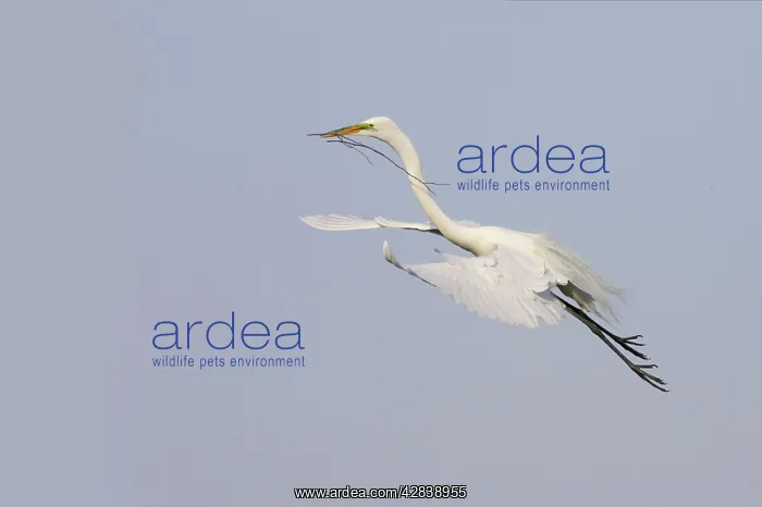 : Great White Egret - In flight, carrying sticks back to nest : Great White Egret - In flight, carrying sticks back to nest