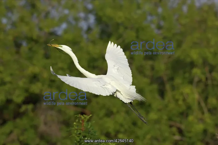 : Great White Egret - In flight carrying sticks back to nest : Great White Egret - In flight carrying sticks back to nest