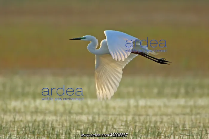 : Great White Egret - in flight over water meadow : Great White Egret - in flight over water meadow