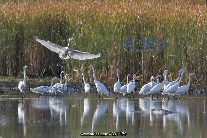  : Great White Egret - flock of adults in shallow water