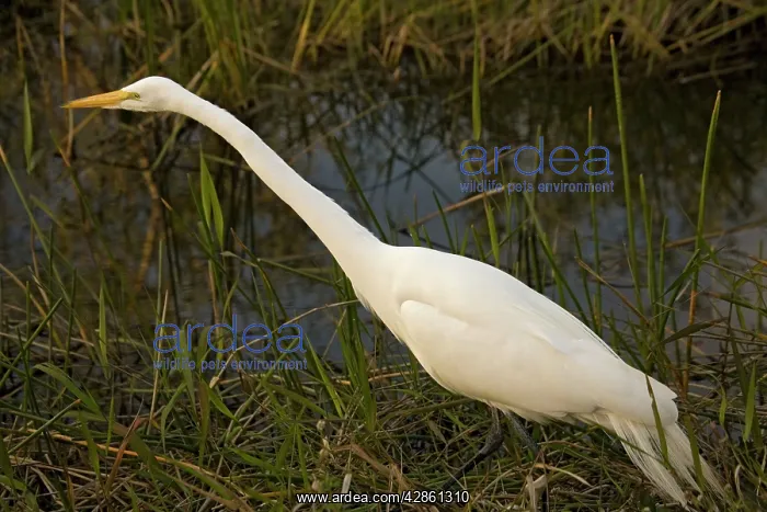 : Great White Egret / Great White Heron : Great White Egret / Great White Heron