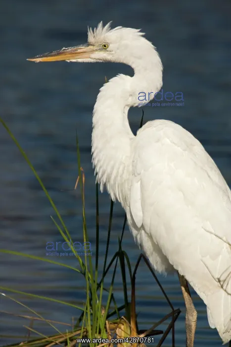 : Great White Egret / Great White Heron : Great White Egret / Great White Heron