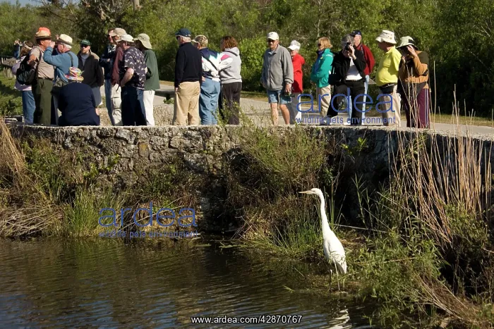 : Great White Egret / Great White Heron - fishing : Great White Egret / Great White Heron - fishing