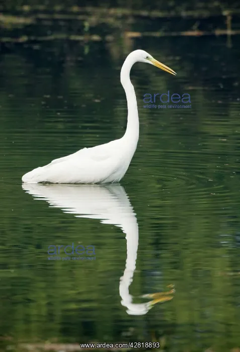 : Great White Egret - Keoladeo Ghana National Park : Great White Egret - Keoladeo Ghana National Park
