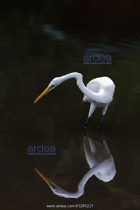 : Great White Egret o' with reflection Ardea alba La Fortuna : Great White Egret o' with reflection Ardea alba La Fortuna