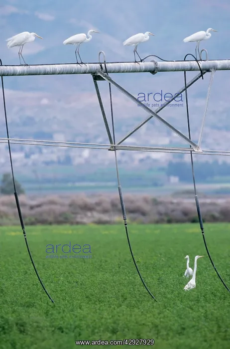 : Great White EGRET - Resting on irrigation machine : Great White EGRET - Resting on irrigation machine