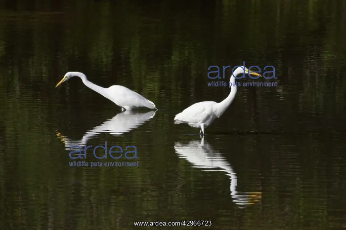 : Great White Egrets - fishing - Ding Darling : Great White Egrets - fishing - Ding Darling