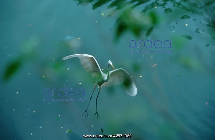 : Great White / Great EGRET - in flight, about to land : Great White / Great EGRET - in flight, about to land