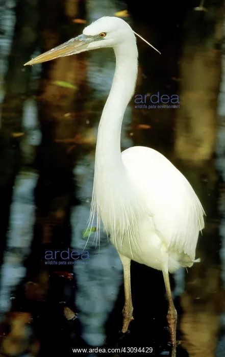 : Great White Heron : Great White Heron