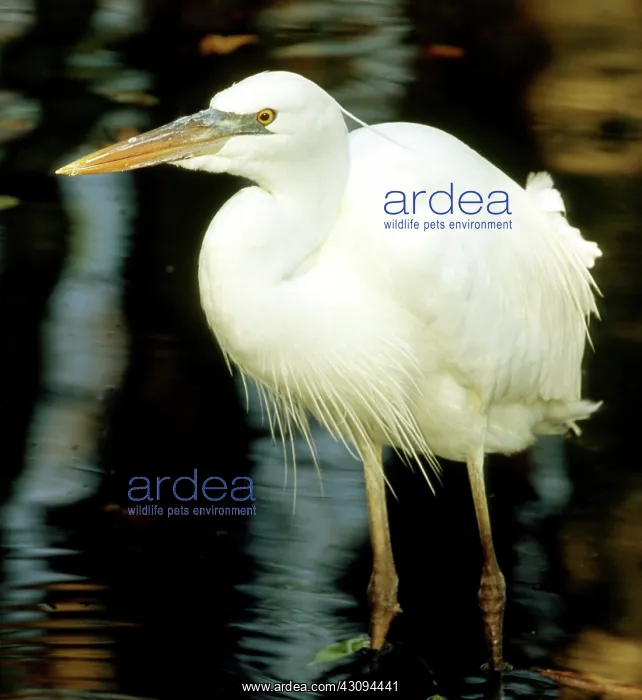 : Great White Heron : Great White Heron