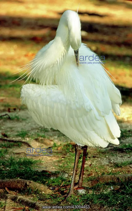 : Great White Heron : Great White Heron
