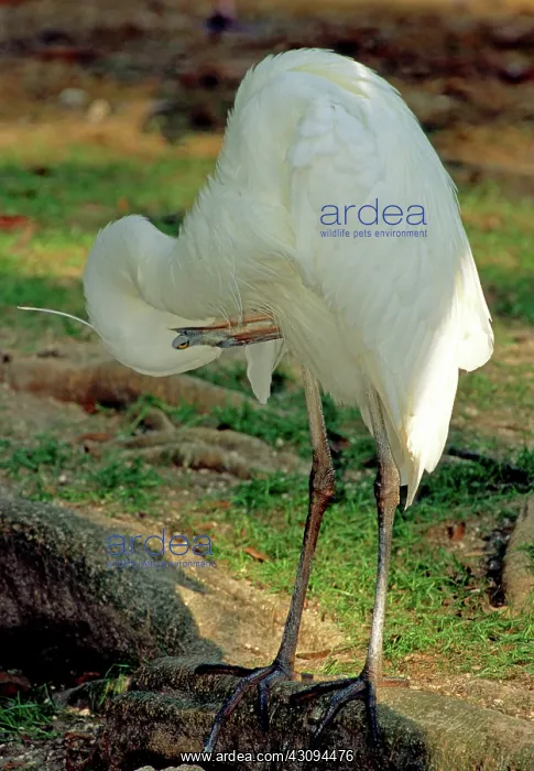 : Great White Heron : Great White Heron