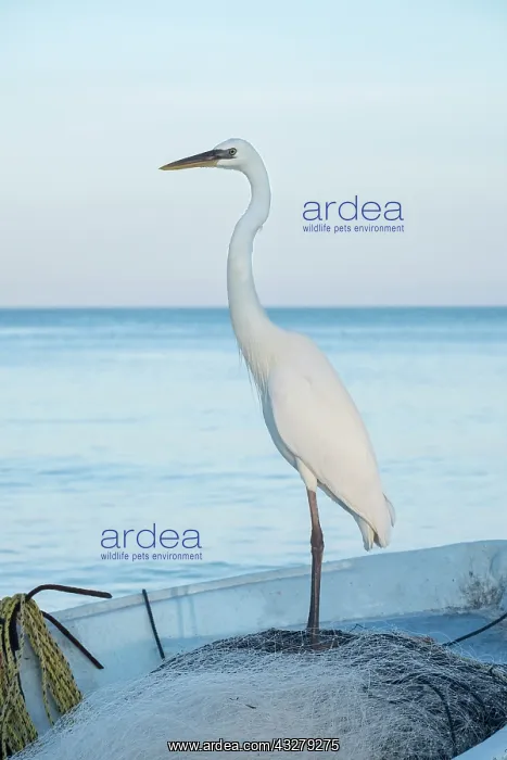 : Great White Heron on fishing boat - Holbox Mexico : Great White Heron on fishing boat - Holbox Mexico