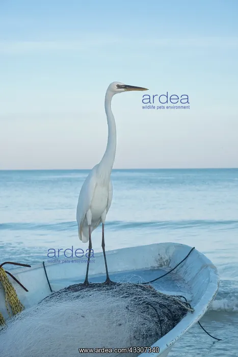 : Great White Heron on fishing boat - Holbox Mexico : Great White Heron on fishing boat - Holbox Mexico