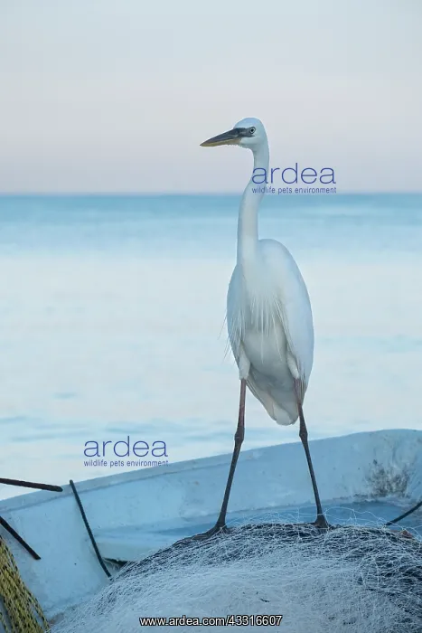 : Great White Heron on fishing boat - Holbox Mexico : Great White Heron on fishing boat - Holbox Mexico