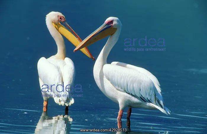 : Great White Pelican : Great White Pelican