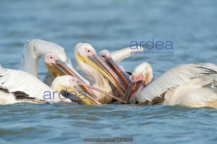 : Great White Pelican : Great White Pelican