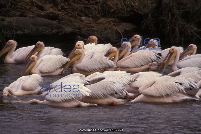: Great White Pelican : Great White Pelican