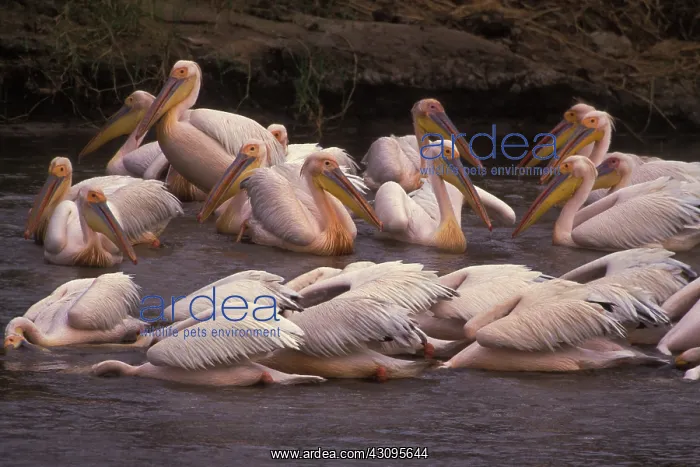 : Great White Pelican : Great White Pelican