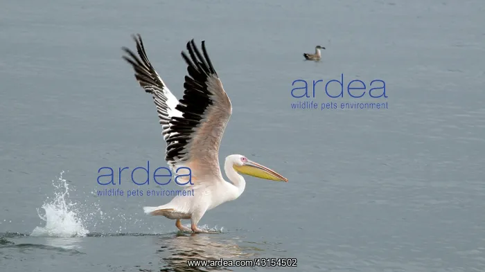 : Great White Pelican : Great White Pelican