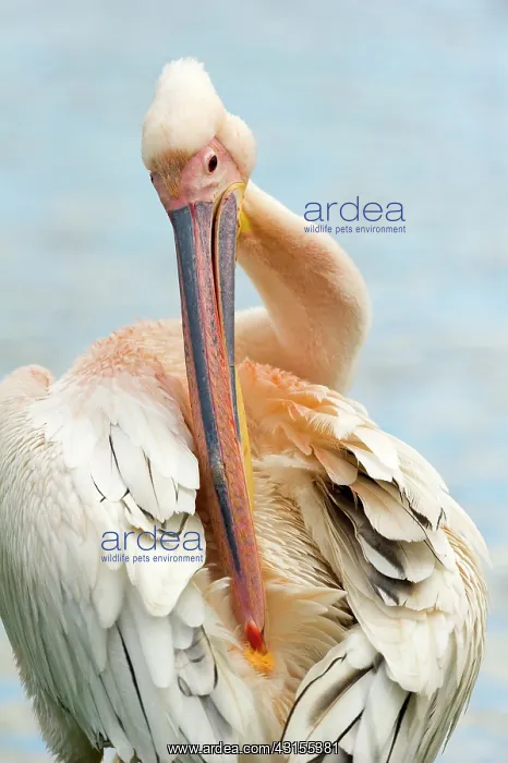 : Great White Pelican : Great White Pelican