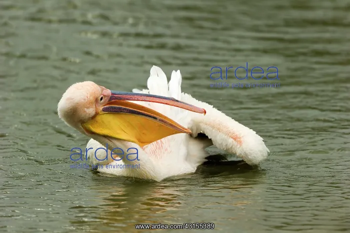 : Great White Pelican : Great White Pelican