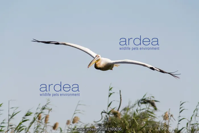 : Great White Pelican : Great White Pelican