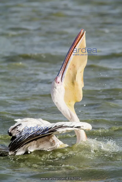 : Great White Pelican : Great White Pelican