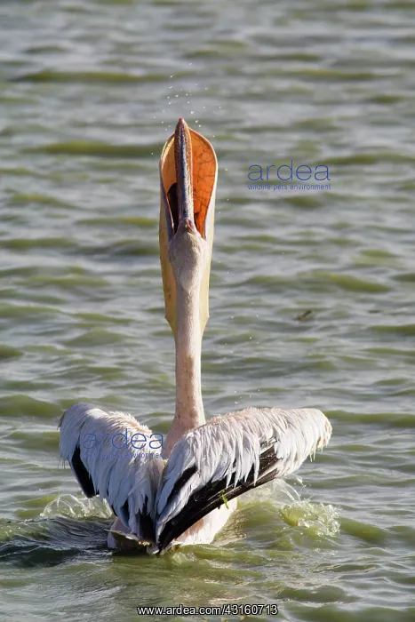 : Great White Pelican : Great White Pelican