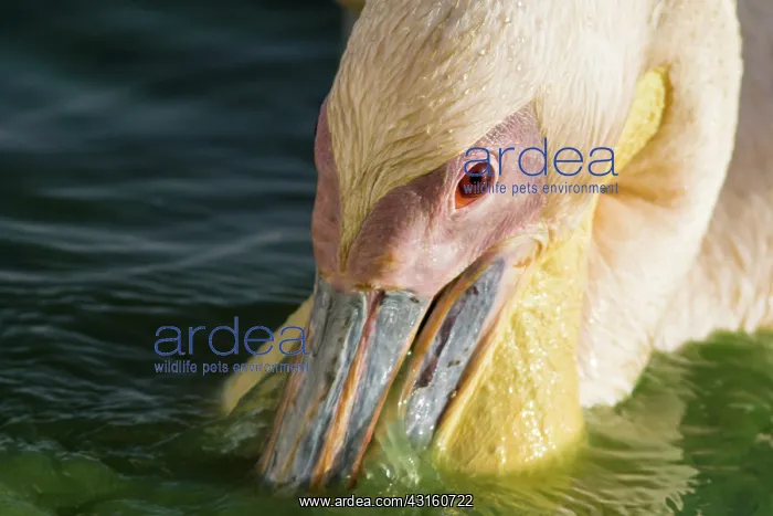 : Great White Pelican : Great White Pelican
