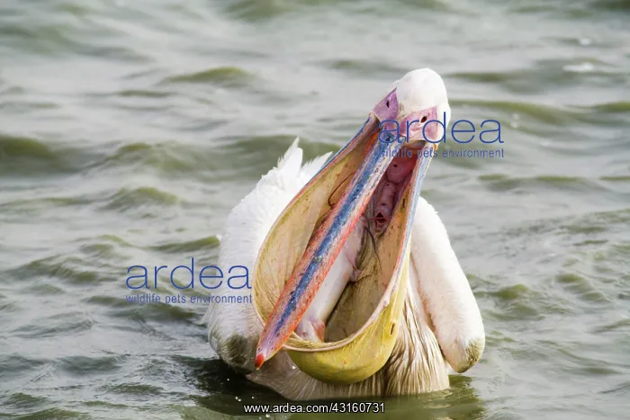 : Great White Pelican : Great White Pelican