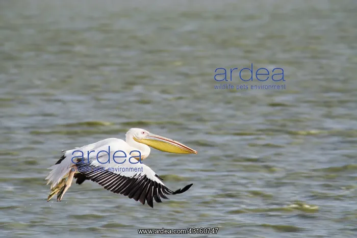 : Great White Pelican : Great White Pelican
