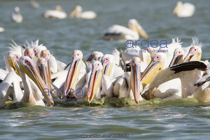 : Great White Pelican : Great White Pelican