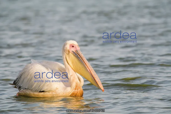 : Great White Pelican : Great White Pelican