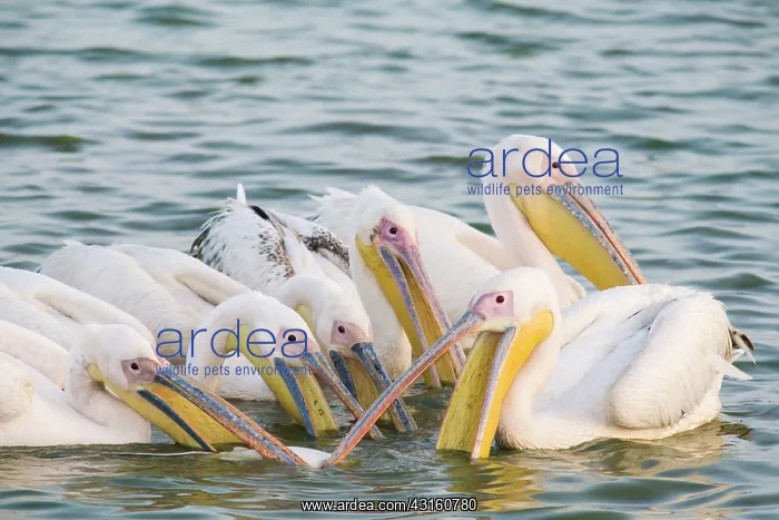 : Great White Pelican : Great White Pelican