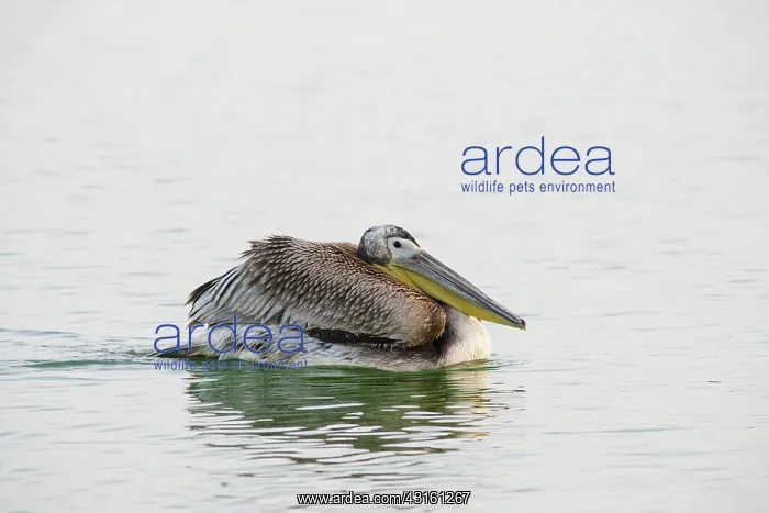 : Great White Pelican : Great White Pelican