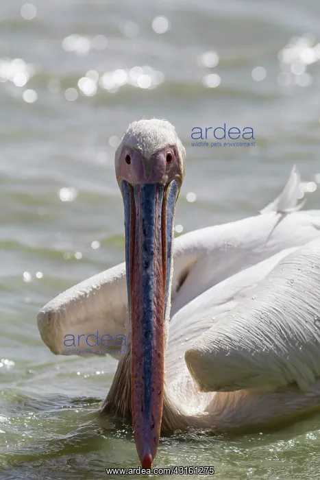 : Great White Pelican : Great White Pelican