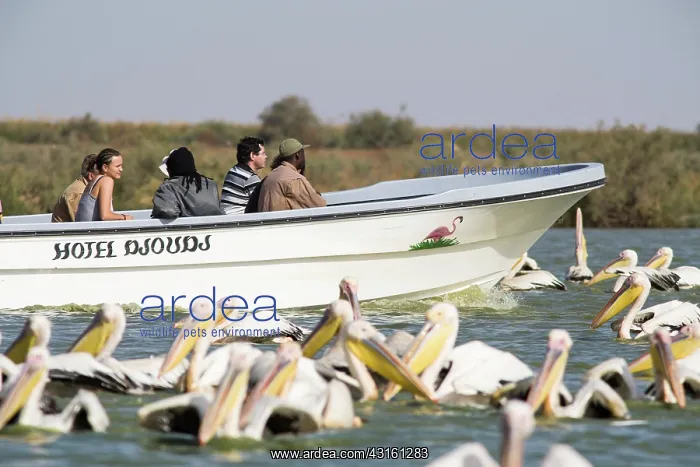 : Great White Pelican : Great White Pelican