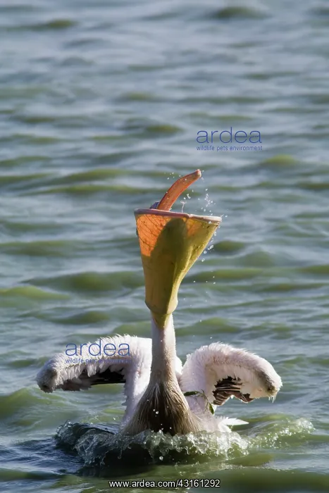 : Great White Pelican : Great White Pelican