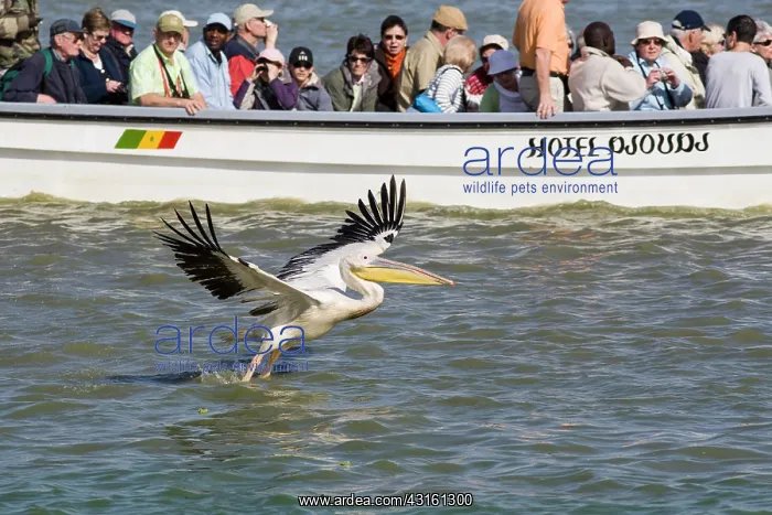 : Great White Pelican : Great White Pelican
