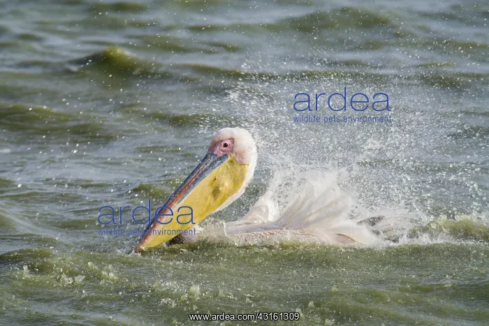 : Great White Pelican : Great White Pelican