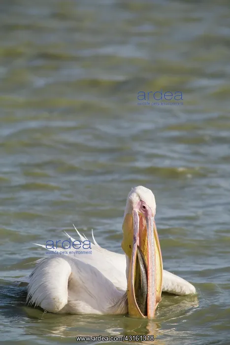 : Great White Pelican : Great White Pelican