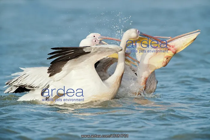 : Great White Pelican : Great White Pelican