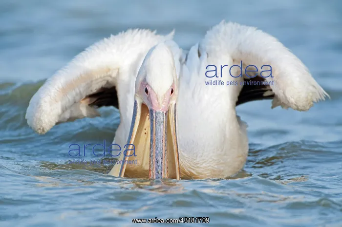 : Great White Pelican : Great White Pelican